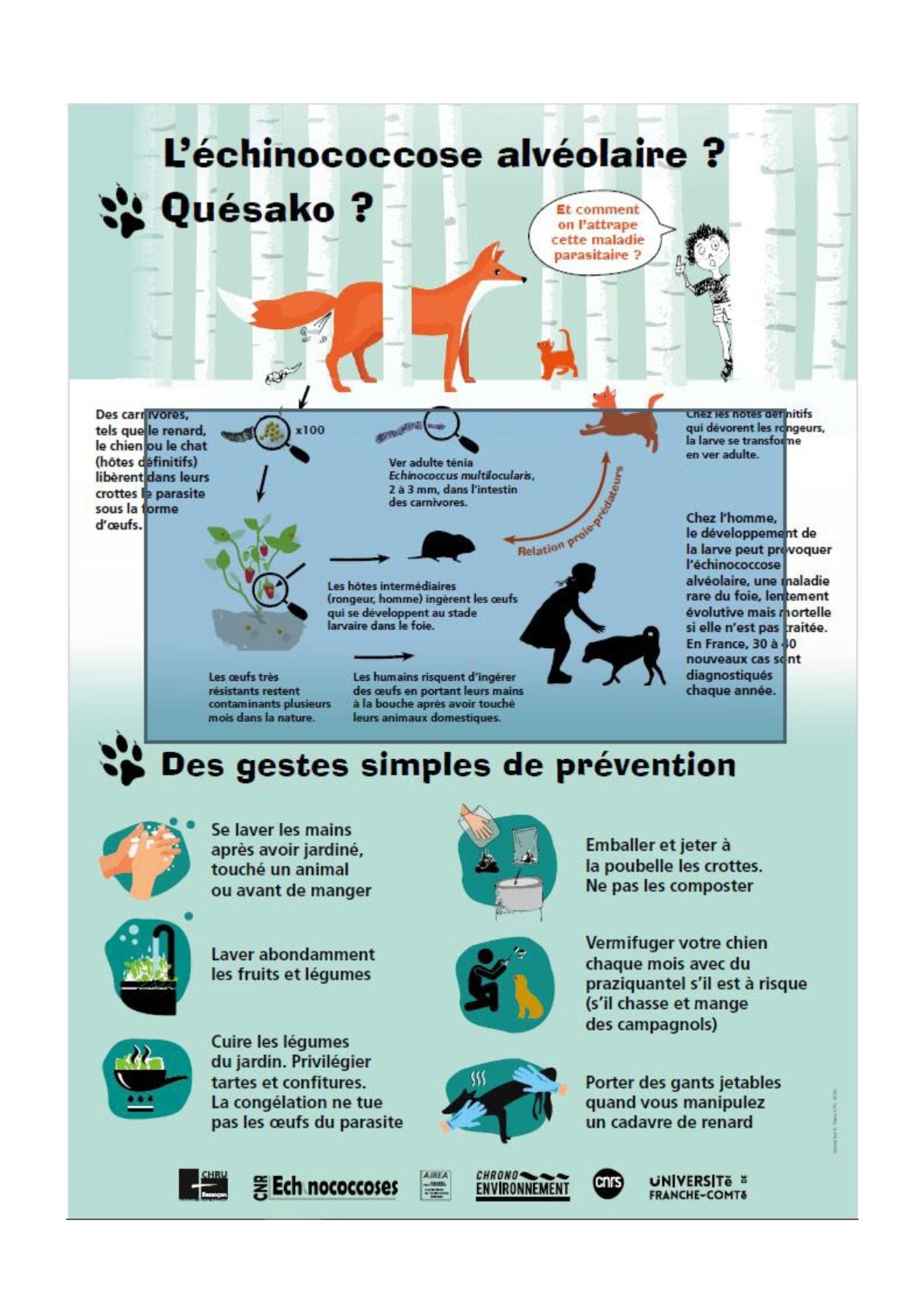 Enquête sur l’échinococcose alvéolaire (la maladie du renard)